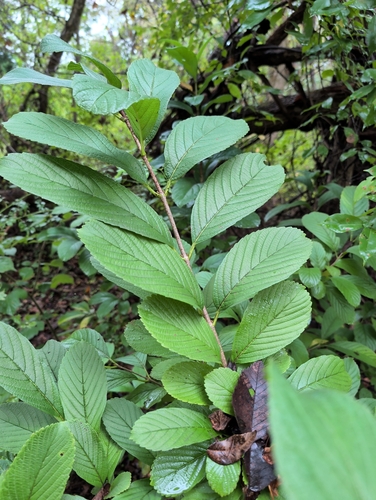Siebold's Viburnum