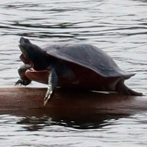 Northern Red-bellied Cooter