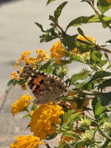 Painted Lady