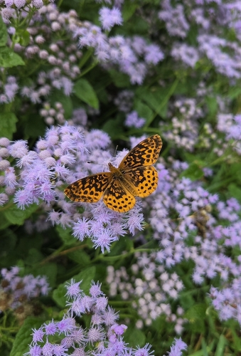 Meadow Fritillary