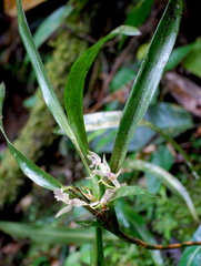 Scaphyglottis