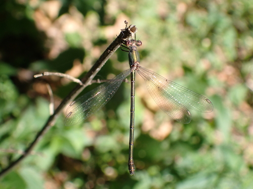 Western Willow Spreadwing