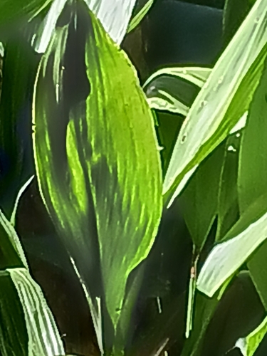 cast-iron plant