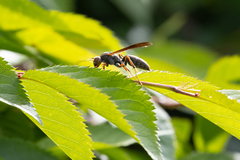 Polistes parametricus