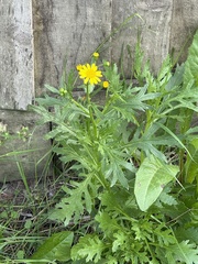 Senecio squalidus, photograph author not stated, no rights reserved