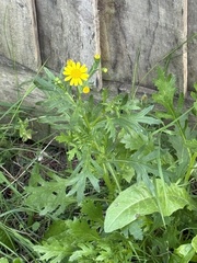 Senecio squalidus, photograph author not stated, no rights reserved