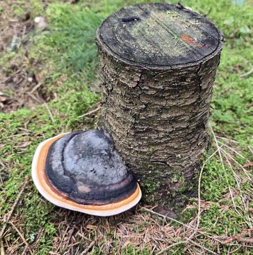 Red-banded Polypore