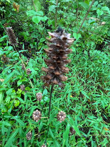 common selfheal