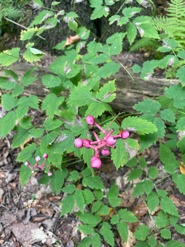 Red-fruited white baneberry