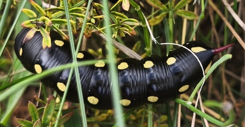Bedstraw Hawkmoth
