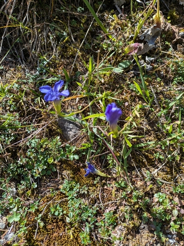 Fringe-flowered Gentian