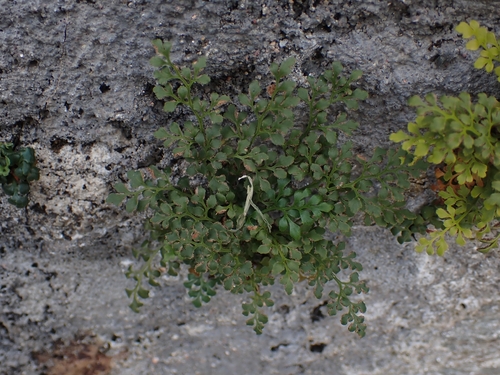 wall-rue