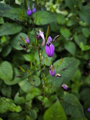 (c) Bárbara Verdinha, some rights reserved (CC BY) Brillantaisia lamium, photograph (c) Bárbara Verdinha, some rights reserved (CC BY)
