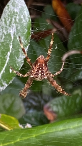 Cross Orbweaver