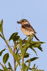 Saxicola maurus