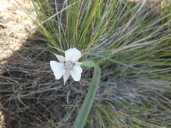 Calochortus umbellatus