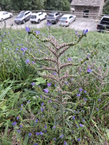 viper's-bugloss