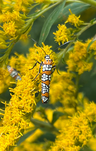 Ailanthus Webworm Moth