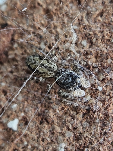 Tan Jumping Spider