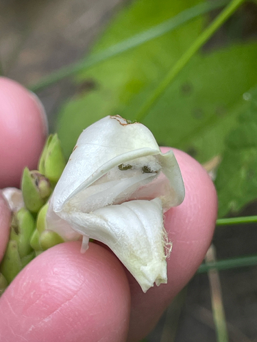white turtlehead