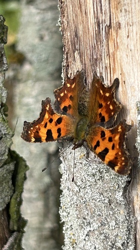 European Comma