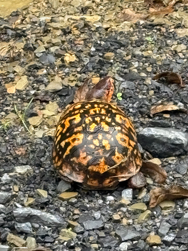 Eastern Box Turtle