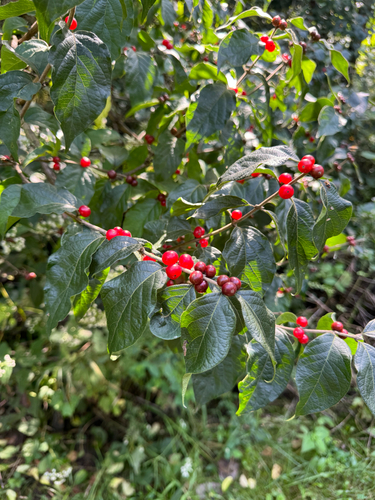 Amur honeysuckle