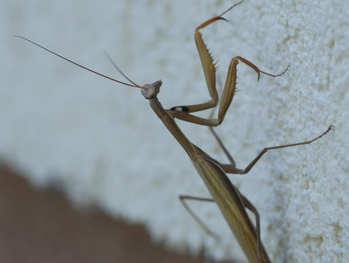 European Mantis