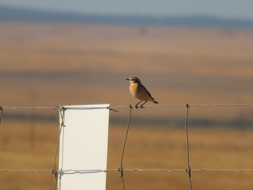 Whinchat