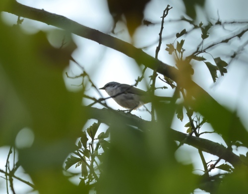 Lesser Whitethroat