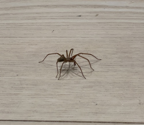 Giant House Spider