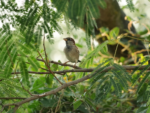 House Sparrow