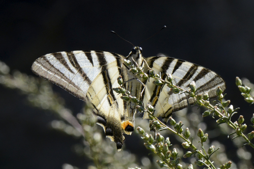 Scarce Swallowtail