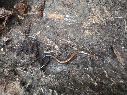 Eastern Red-backed Salamander