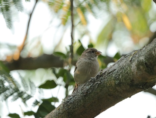 House Sparrow