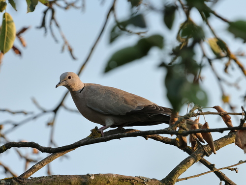 Eurasian Collared-Dove