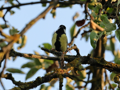 Great Tit