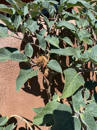 Sacred Datura