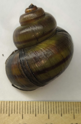 Lister's River-snail