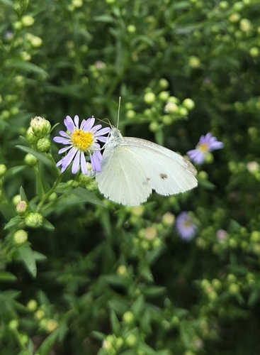 Small White