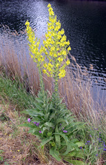 Verbascum speciosum