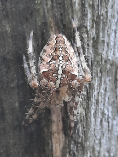 Cross Orbweaver