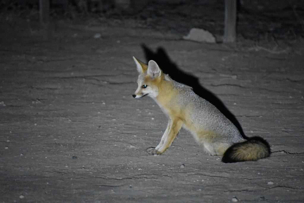 Cape Fox (Vulpes chama) - Know Your Mammals