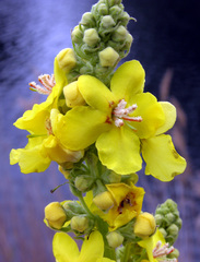 Verbascum speciosum