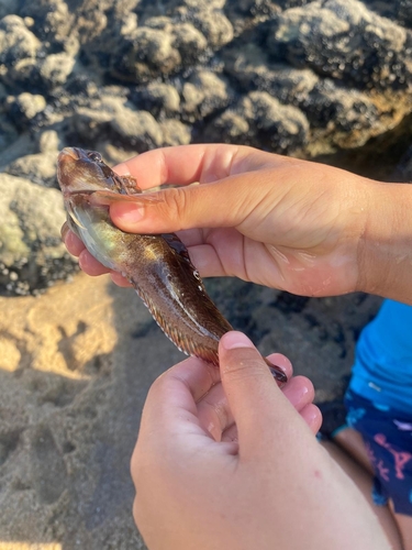 Tompot Blenny