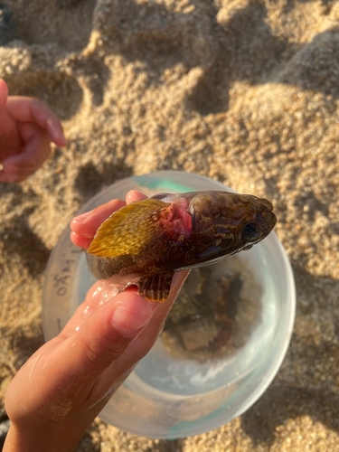 Rock Goby