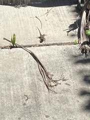 Sceloporus occidentalis