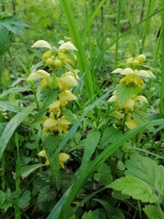 Lamium galeobdolon