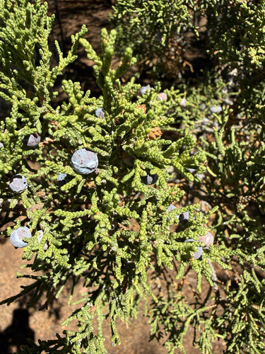 One-seed Juniper