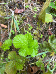 Geum macrophyllum, photograph (c) Aden Sommerville, some rights reserved (CC BY)